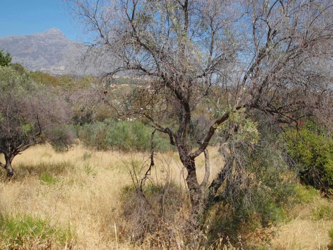 Terreno for sale in Costa del Sol, Marbella