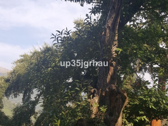 Terreno for sale in Genalguacil, Marbella